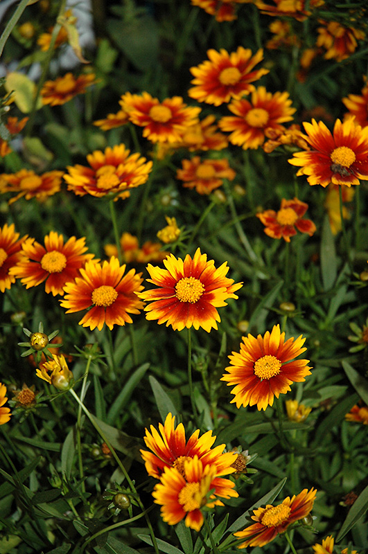 Lil' Bang Daybreak Tickseed (Coreopsis 'Daybreak') at Stauffers Of Kissel Hill
