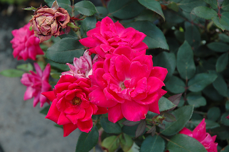 Knock Out Double Red Rose (Rosa 'Radtko') at Stauffers Of Kissel Hill