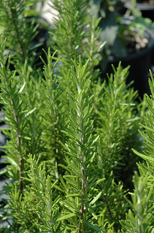 Barbeque Rosemary (Rosmarinus officinalis 'Barbeque') at Stauffers Of Kissel Hill