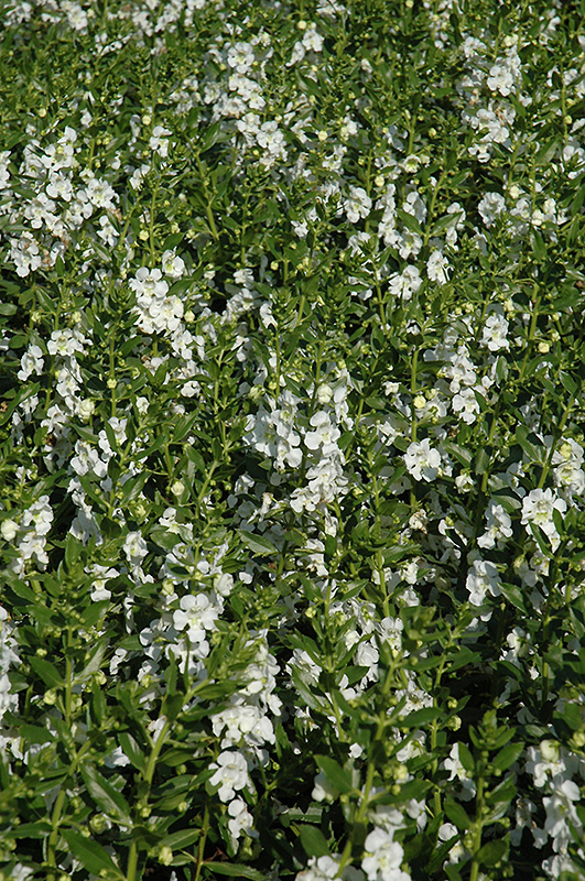 Angelface White Angelonia (Angelonia angustifolia 'Anwhitim') at Stauffers Of Kissel Hill