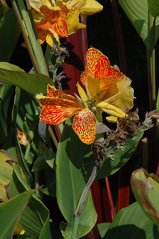 Maui Punch Canna (Canna 'Maui Punch') at Stauffers Of Kissel Hill