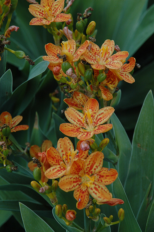 Freckle Face Blackberry Lily (Iris domestica 'Freckle Face') at Stauffers Of Kissel Hill