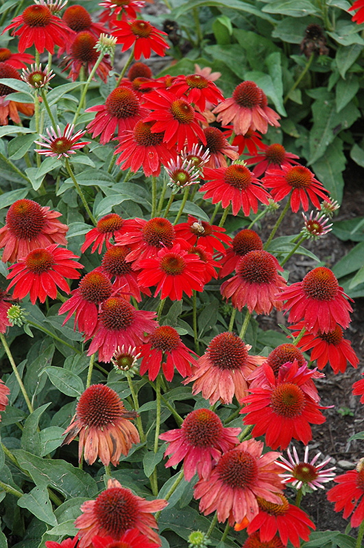 Sombrero Salsa Red Coneflower (Echinacea 'Balsomsed') at Stauffers Of Kissel Hill