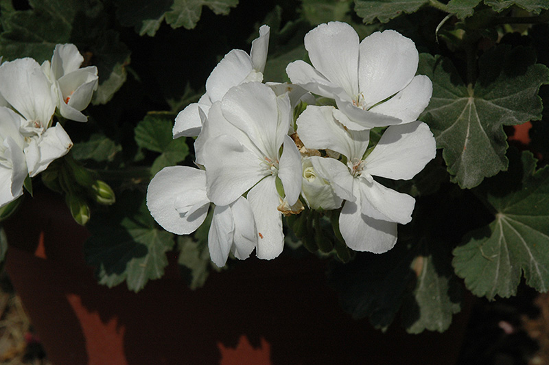 Savannah White Geranium (Pelargonium 'Savannah White') at Stauffers Of Kissel Hill