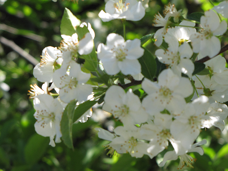 Sargent's Flowering Crab (Malus sargentii) at Stauffers Of Kissel Hill