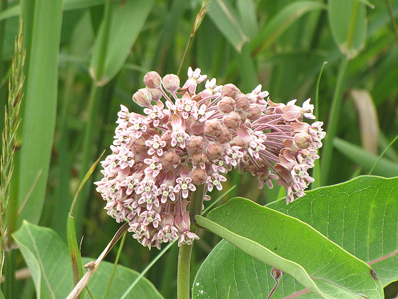 Common Milkweed (Asclepias syriaca) at Stauffers Of Kissel Hill