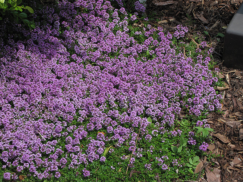 Purple Carpet Creeping Thyme (Thymus praecox 'Purple Carpet') at Stauffers Of Kissel Hill