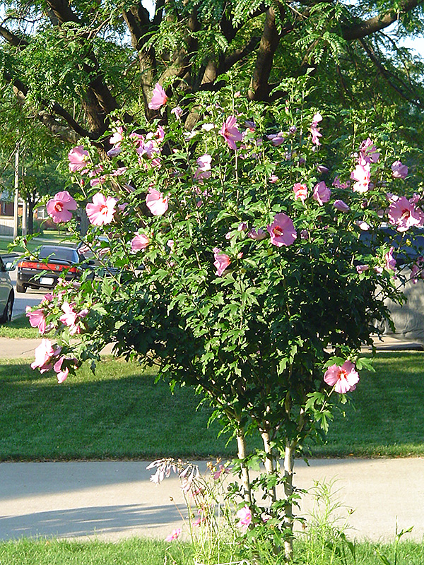 Aphrodite Rose of Sharon (Hibiscus syriacus 'Aphrodite') at Stauffers Of Kissel Hill