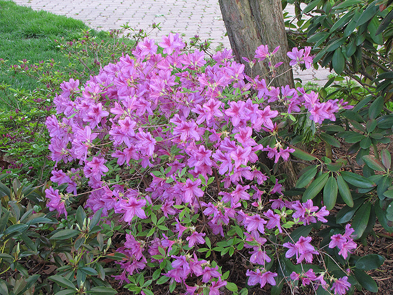 Girard's Karen Azalea (Rhododendron 'Girard's Karen') at Stauffers Of Kissel Hill