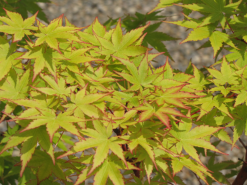 Coral Bark Japanese Maple (Acer palmatum 'Sango Kaku') at Stauffers Of Kissel Hill