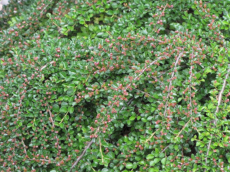 Ground Cotoneaster (Cotoneaster horizontalis) at Stauffers Of Kissel Hill