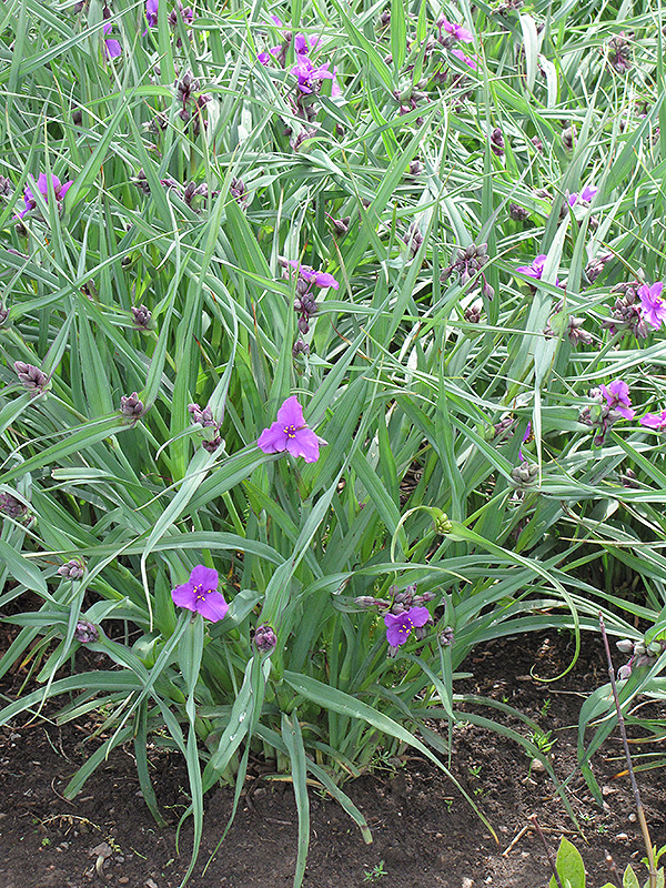 Concord Grape Spiderwort (Tradescantia x andersoniana 'Concord Grape') at Stauffers Of Kissel Hill