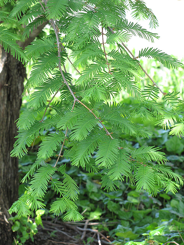 Dawn Redwood (Metasequoia glyptostroboides) at Stauffers Of Kissel Hill