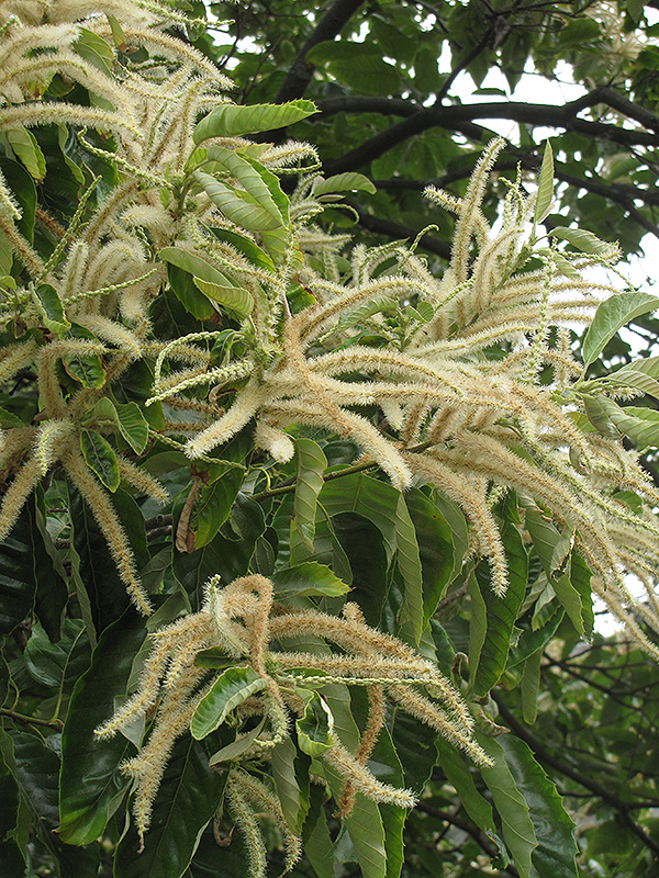 Chinese Chestnut (Castanea mollissima) at Stauffers Of Kissel Hill