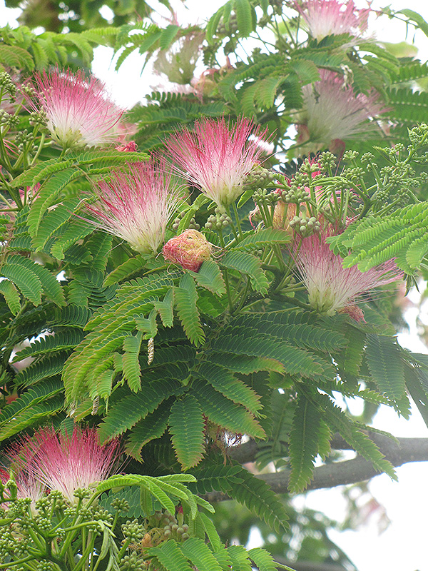E.H. Wilson Mimosa (Albizia julibrissin 'E.H. Wilson') at Stauffers Of Kissel Hill