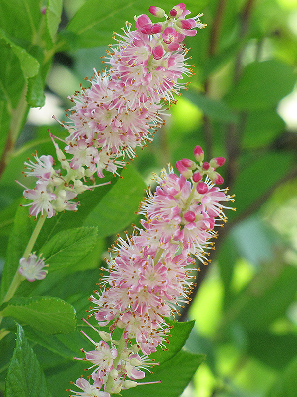 Ruby Spice Summersweet (Clethra alnifolia 'Ruby Spice') at Stauffers Of Kissel Hill