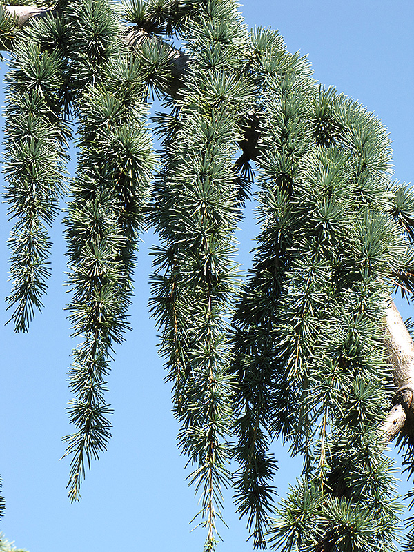 Weeping Blue Atlas Cedar (Cedrus atlantica 'Glauca Pendula') at Stauffers Of Kissel Hill