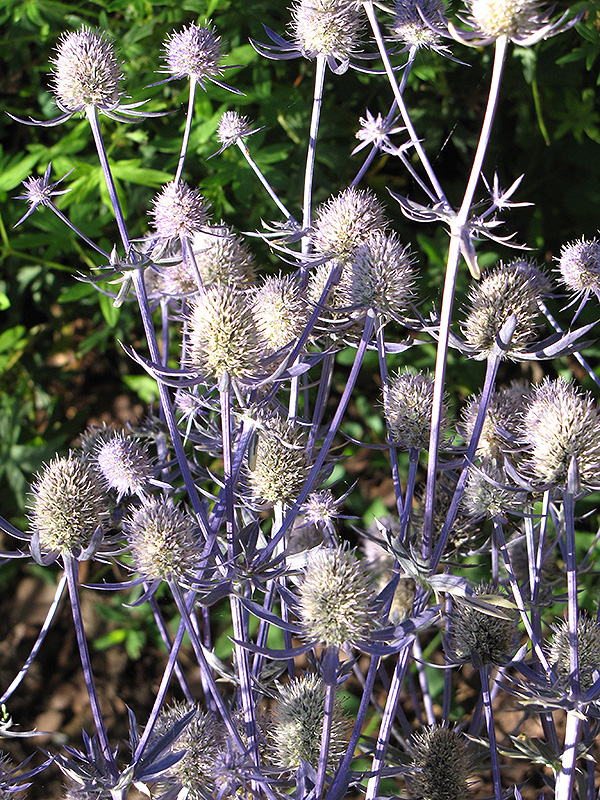 Jade Frost Variegated Sea Holly (Eryngium planum 'Jade Frost') at Stauffers Of Kissel Hill