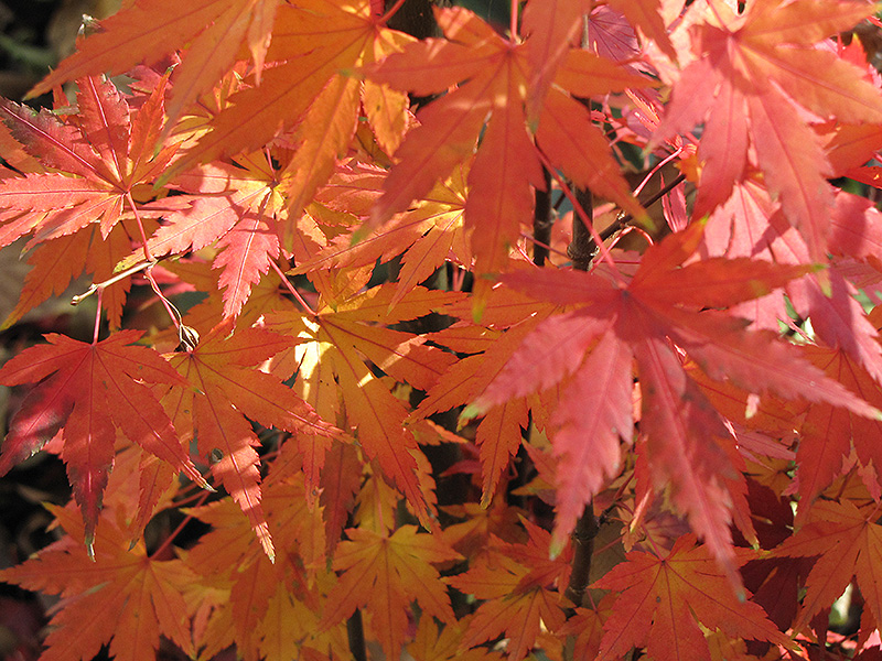 Orange Dream Japanese Maple (Acer palmatum 'Orange Dream') at Stauffers Of Kissel Hill
