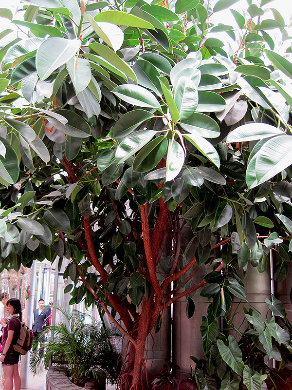 Rubber Tree (Ficus elastica) at Stauffers Of Kissel Hill
