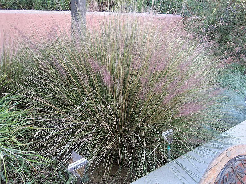 Pink Muhly Grass (Muhlenbergia capillaris 'Pink Muhly') at Stauffers Of Kissel Hill