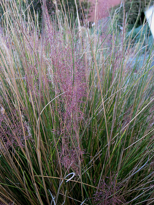Pink Muhly Grass (Muhlenbergia capillaris 'Pink Muhly') at Stauffers Of Kissel Hill