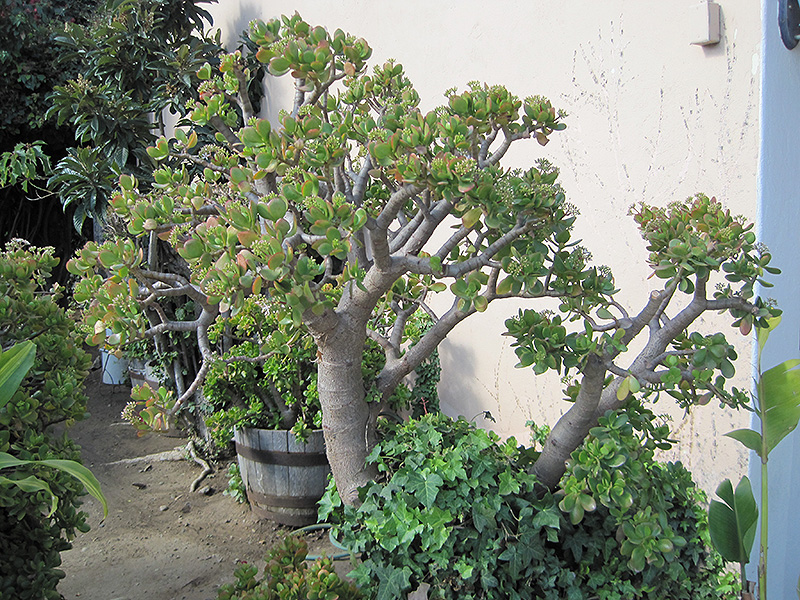 Jade Plant (Crassula ovata) at Stauffers Of Kissel Hill