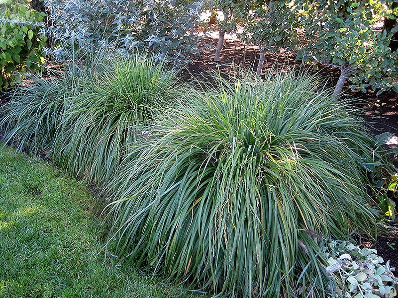 Moudry Fountain Grass (Pennisetum alopecuroides 'Moudry') at Stauffers Of Kissel Hill