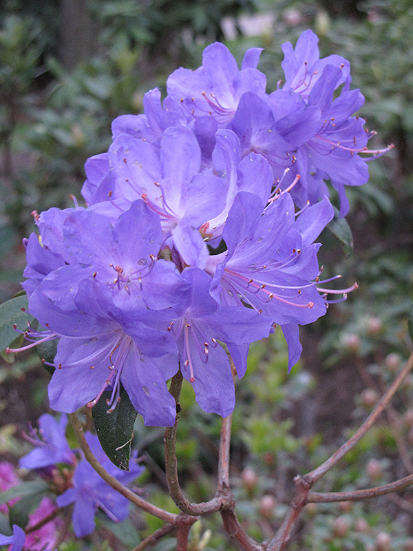 Blue Baron Rhododendron (Rhododendron 'Blue Baron') at Stauffers Of Kissel Hill