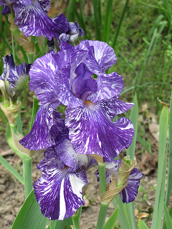 Batik Iris (Iris 'Batik') at Stauffers Of Kissel Hill