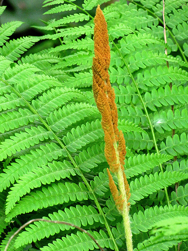 Cinnamon Fern (Osmunda cinnamomea) at Stauffers Of Kissel Hill