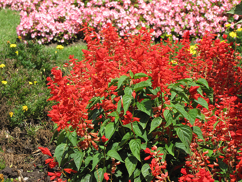 Sizzler Red Sage (Salvia splendens 'Sizzler Red') at Stauffers Of Kissel Hill