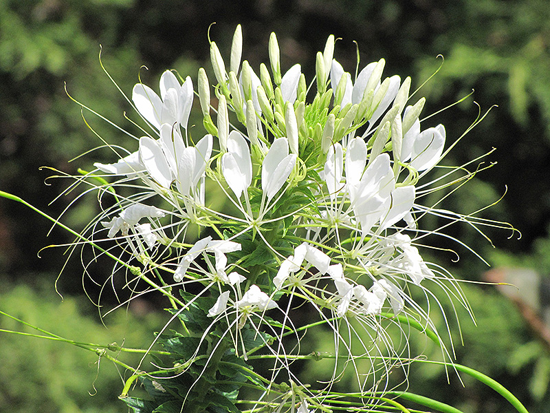 Sparkler White Spiderflower (Cleome hassleriana 'Sparkler White') at Stauffers Of Kissel Hill