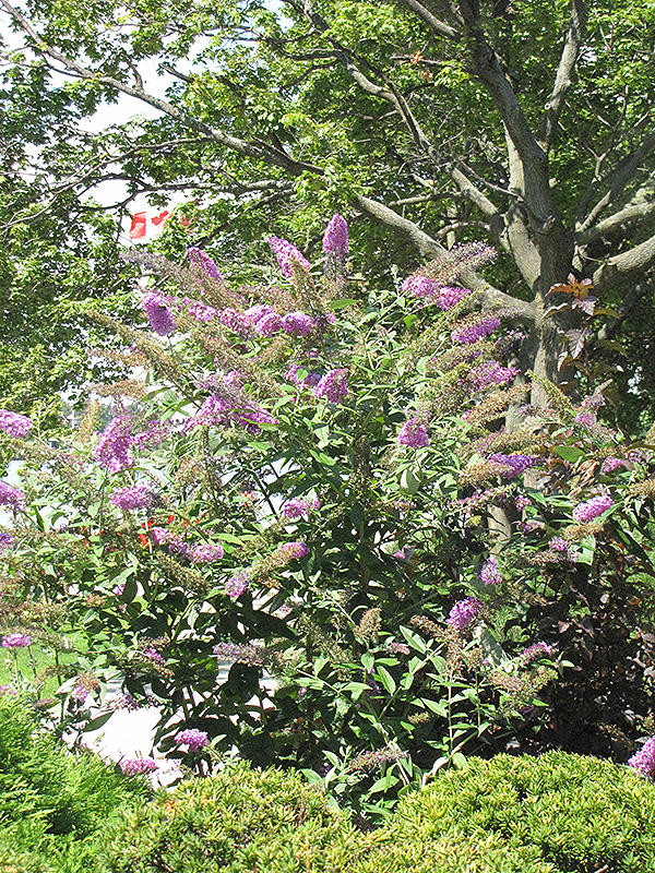 Pink Delight Butterfly Bush (Buddleia davidii 'Pink Delight') at Stauffers Of Kissel Hill