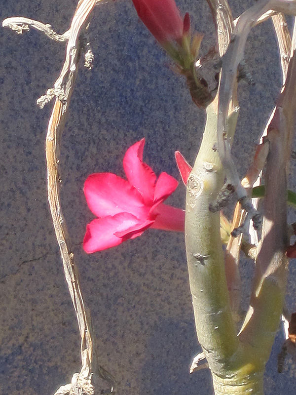Desert Rose (Adenium obesum) at Stauffers Of Kissel Hill