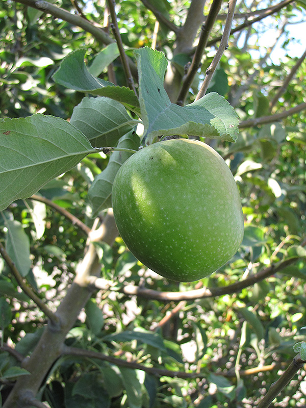 Granny Smith Apple (Malus 'Granny Smith') at Stauffers Of Kissel Hill