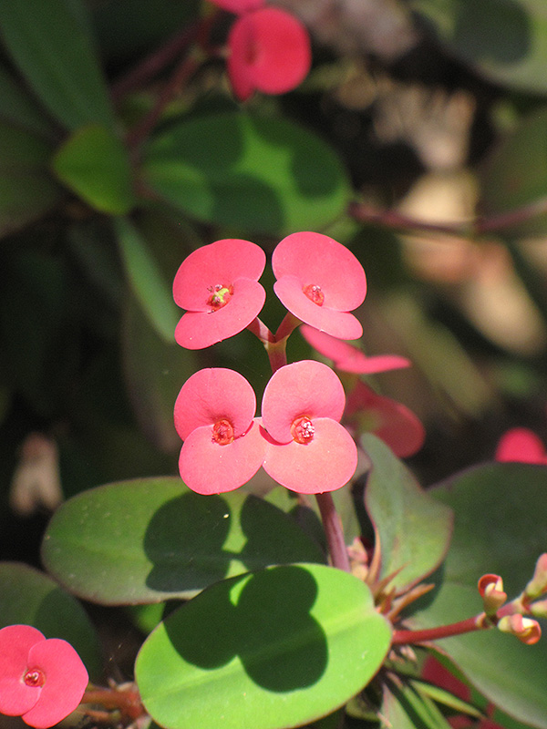 Crown Of Thorns (Euphorbia milii) at Stauffers Of Kissel Hill