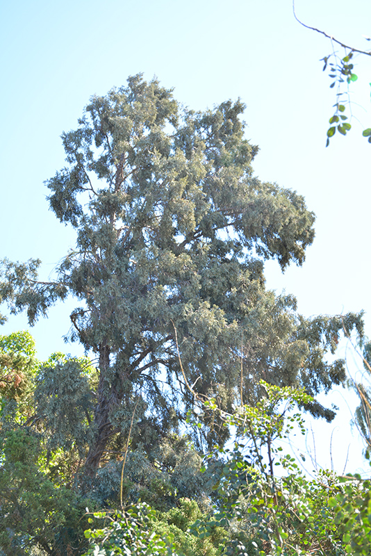 Hollywood Juniper (Juniperus chinensis 'Torulosa') at Stauffers Of Kissel Hill