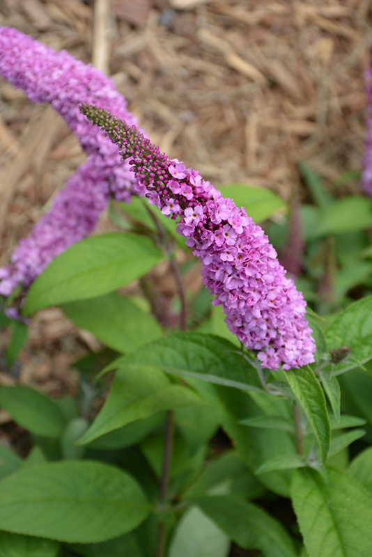 Lo & Behold Pink Micro Chip Butterfly Bush (Buddleia 'Pink Micro Chip') at Stauffers Of Kissel Hill