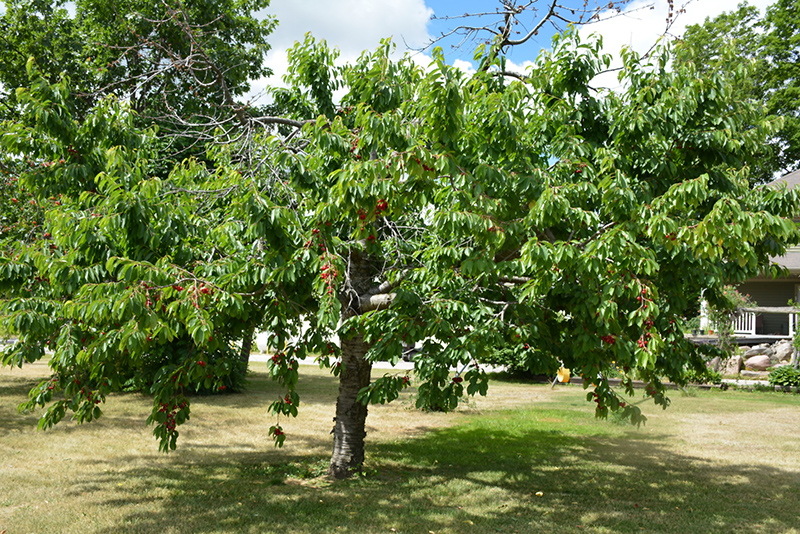 Bing Cherry (Prunus avium 'Bing') at Stauffers Of Kissel Hill