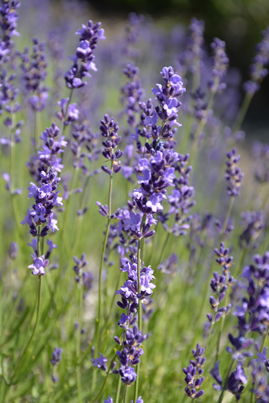 Provence Blue Lavender (Lavandula angustifolia 'Provence Blue') at Stauffers Of Kissel Hill