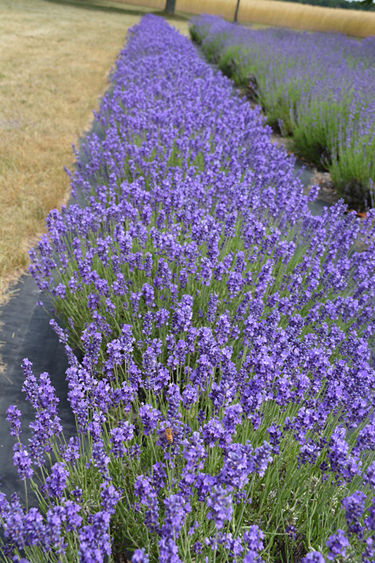 Hidcote Lavender (Lavandula angustifolia 'Hidcote') at Stauffers Of Kissel Hill