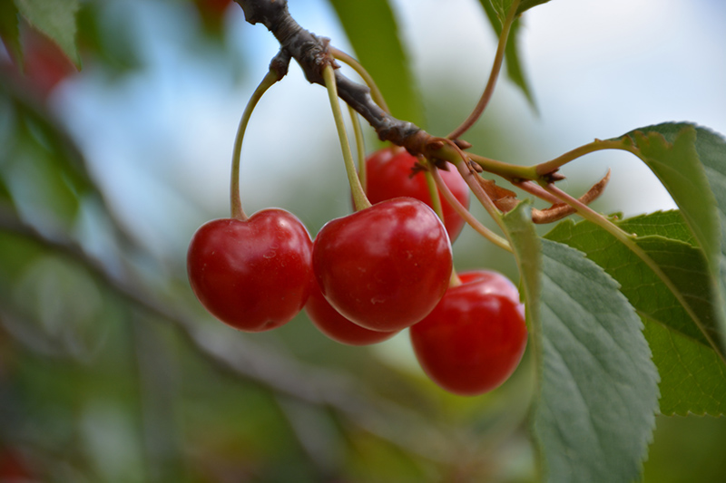 Montmorency Cherry (Prunus 'Montmorency') at Stauffers Of Kissel Hill