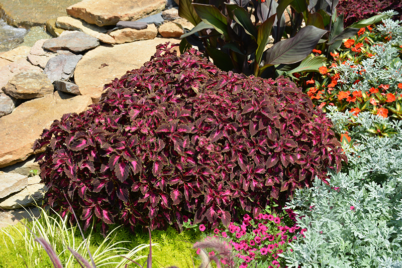 ColorBlaze Kingswood Torch Coleus (Solenostemon scutellarioides 'Kingswood Torch') at Stauffers Of Kissel Hill