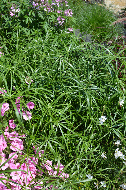 Umbrella Plant (Cyperus alternifolius) at Stauffers Of Kissel Hill