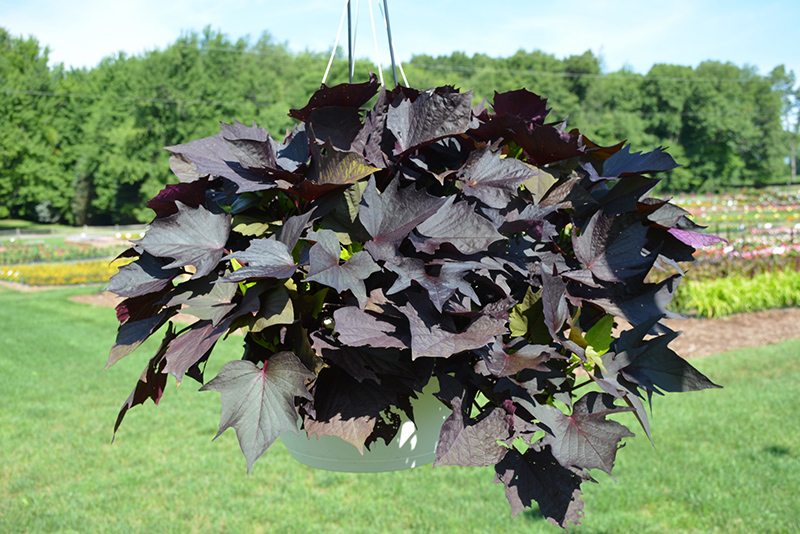 Sweet Caroline Bewitched After Midnight Sweet Potato Vine (Ipomoea batatas 'NCORNSP-020BWAM') at Stauffers Of Kissel Hill