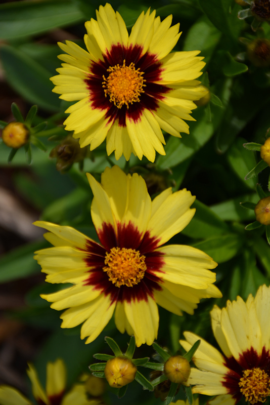 UpTick Yellow and Red Tickseed (Coreopsis 'Baluptowed') at Stauffers Of Kissel Hill