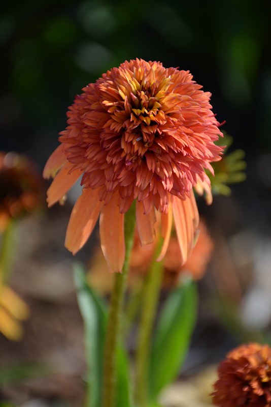Cone-fections Marmalade Coneflower (Echinacea 'Marmalade') at Stauffers Of Kissel Hill