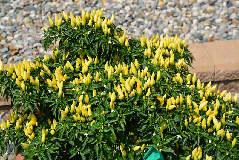 Sedona Sun Ornamental Pepper (Capsicum annuum 'Sedona Sun') at Stauffers Of Kissel Hill