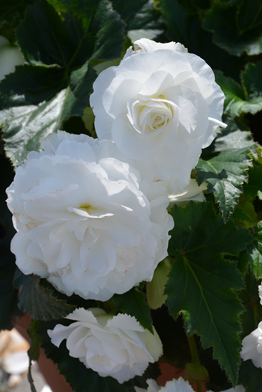 Nonstop White Begonia (Begonia 'Nonstop White') at Stauffers Of Kissel Hill